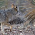 I managed to shoot a couple of coyotes on the way to work today… These two had just given up on chasing a rabbit through a home construction site. This […]