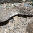 Okay, so they call it a museum, but it’s kind of a cross between a museum and a zoo.  They have enclosures outside with various animals from the Sonoran Desert […]