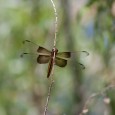 I’ve had a couple of great weekends getting out and about.  Last weekend I went with Kelly, Resa, and the boys (Jack and Sequoia) to Parker Canyon Lake for a […]