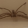 “Hey, what’s that up in the corner on the ceiling?” Run, get camera, shoot photo…  It’s not moving, so look it up on the internet!  The Arizona-Sonora Desert Museum has […]