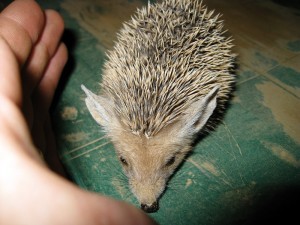 wpid3661-16-June-Hedgehog-006.jpg