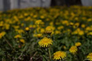 A field of dandelions