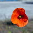 In Flanders fields the poppies blowBetween the crosses, row on row,    That mark our place; and in the sky    The larks, still bravely singing, flyScarce heard amid the guns below. We are […]