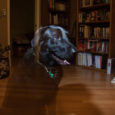 God gave us dogs to give us a glimpse into what unconditional love can really look like. I believe this to the core of my being. Angus could be a […]